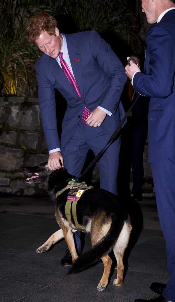 Prince Harry With Animals Pictures