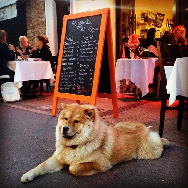 Coco the Chow Chow, a fixture in her Cannes neighborhood, made herself comfortable outside a restaurant.