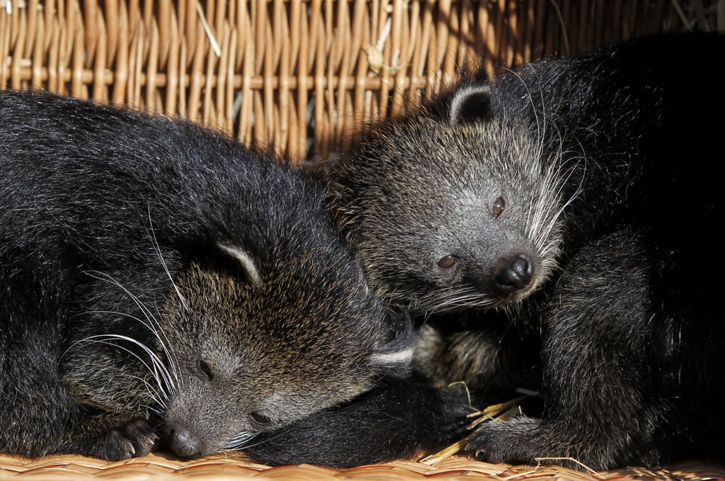 What Is a Bearcat? POPSUGAR Pets