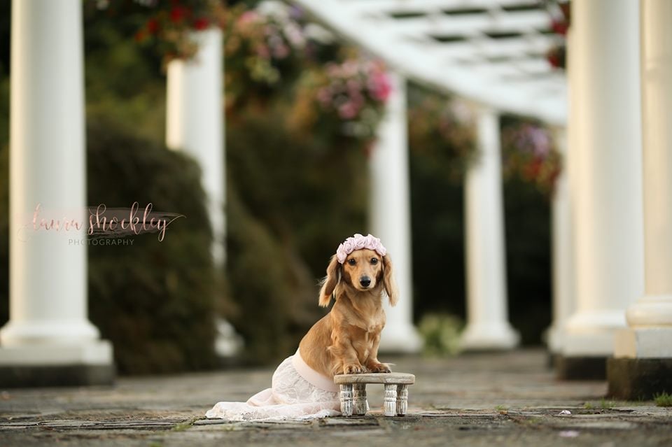 Dachshund Maternity Shoot