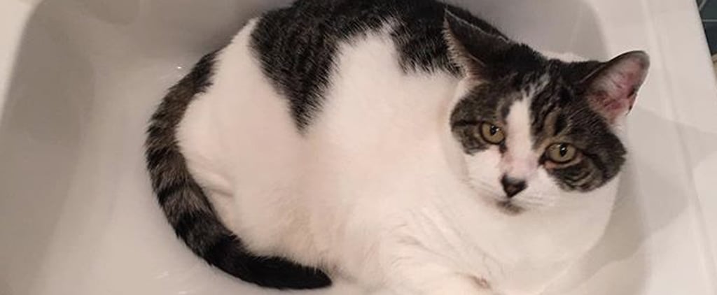 Caitriona Balfe's Cat, Eddie