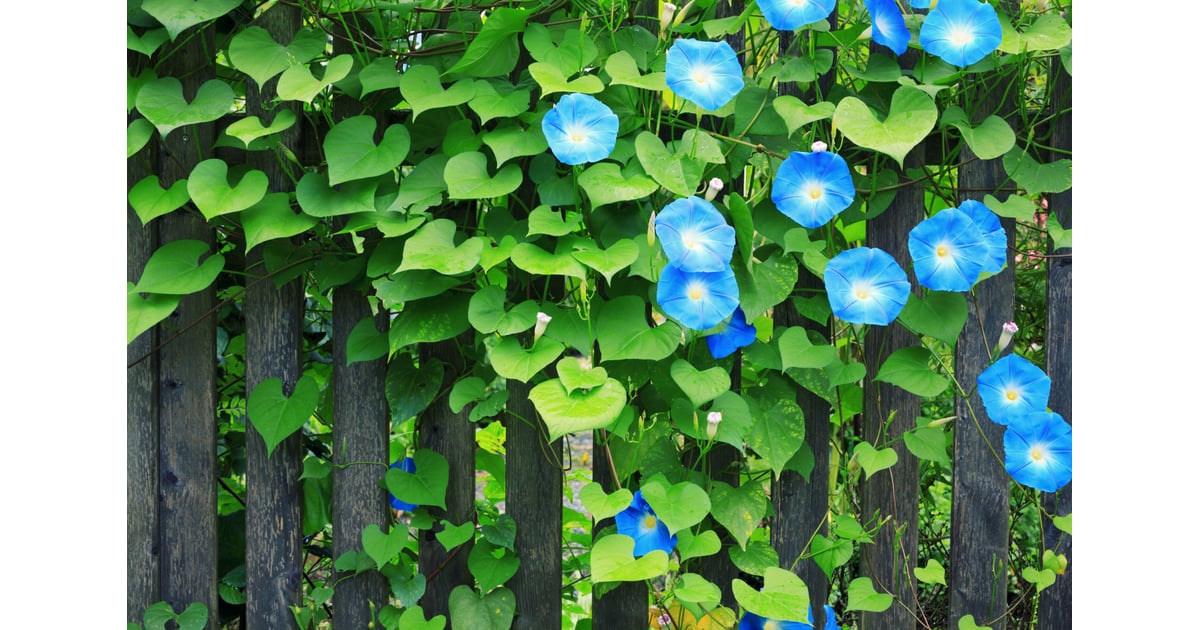 September: Morning Glory and Aster | What Are Birth ...