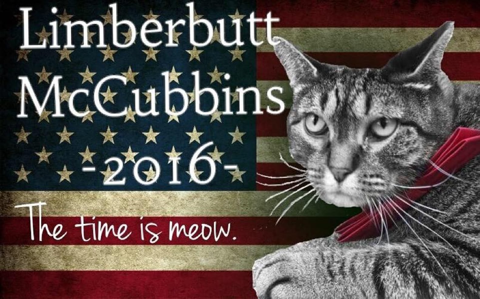 Limberbutt McCubbins, the Cat Running For President PS Pets