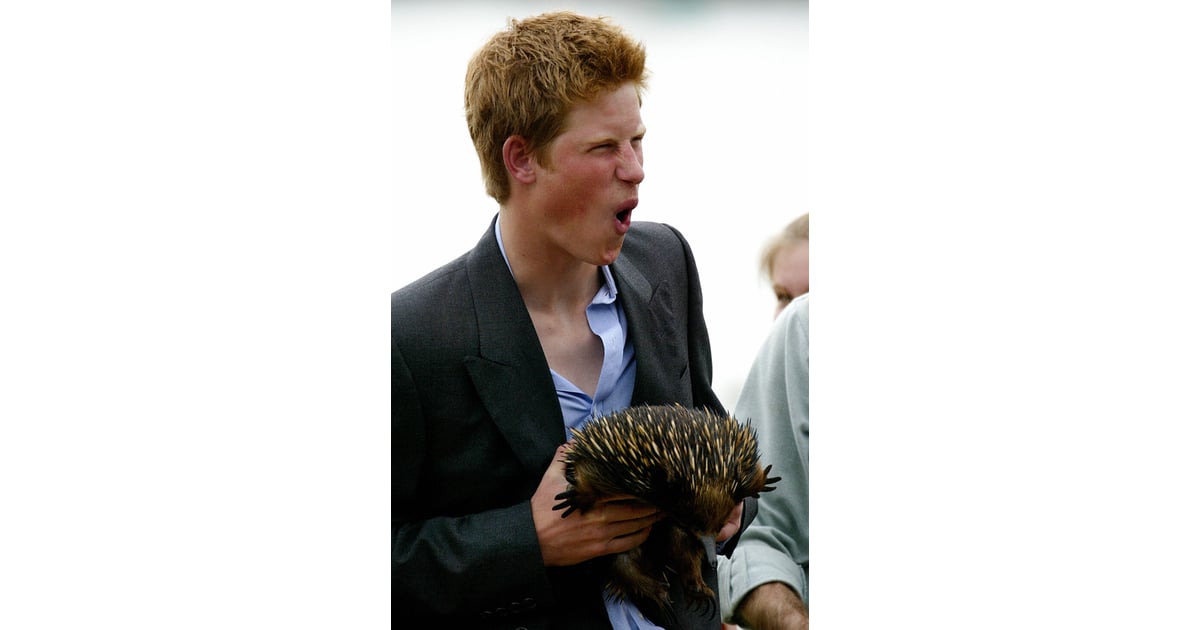 Harry hammed it up with an echidna named Spike during a 2003 trip to