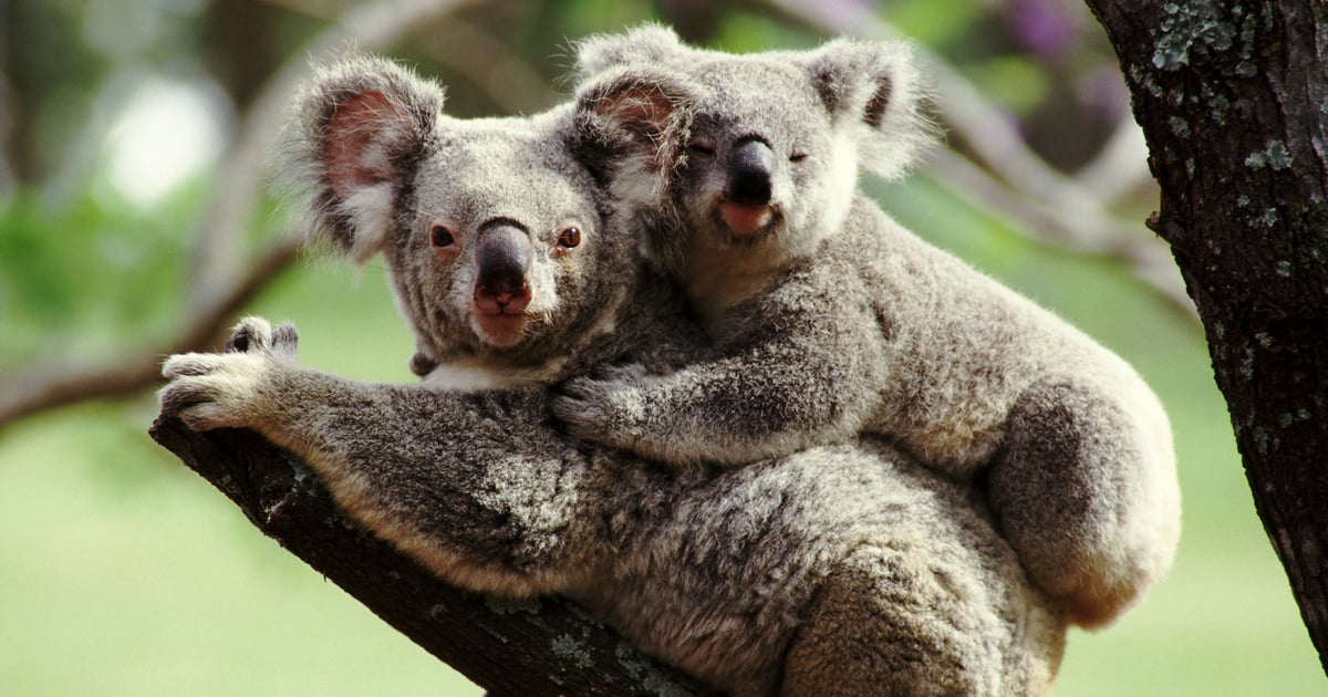 Why Are More Families Embracing Koala Parenting?