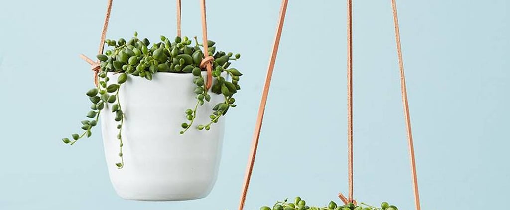 Best Plants For Hanging Planters