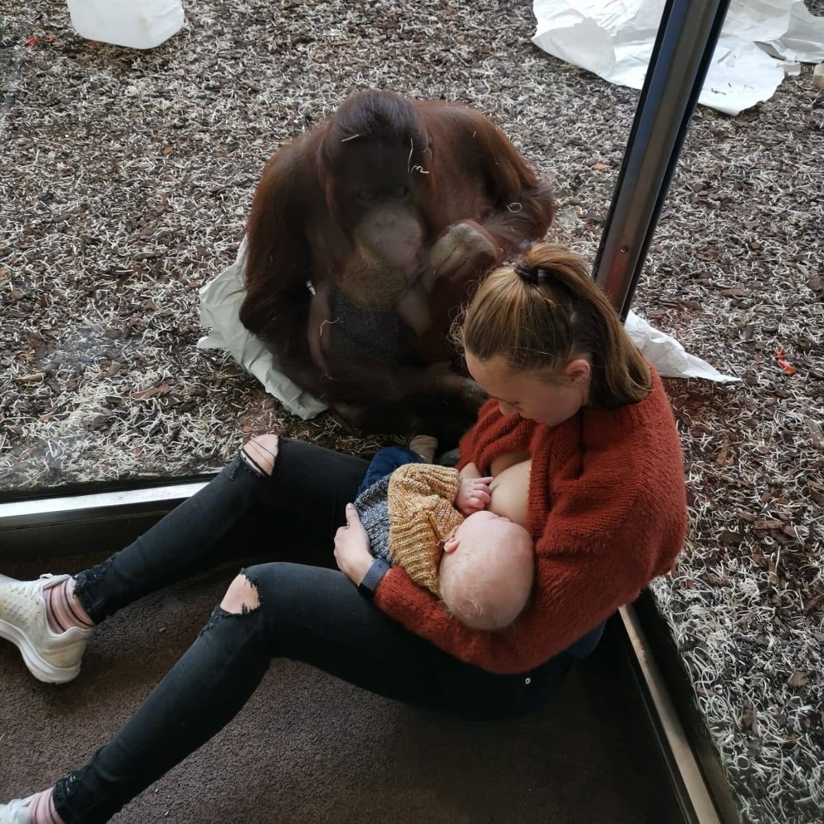 Orangutan Watches Mom Breastfeeding Her Baby | Video | POPSUGAR Family