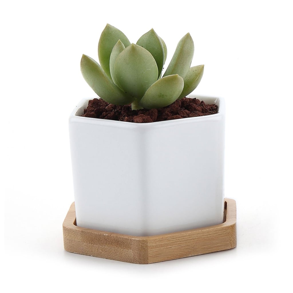 T4U Store Cactus Plant Pot With Bamboo Tray