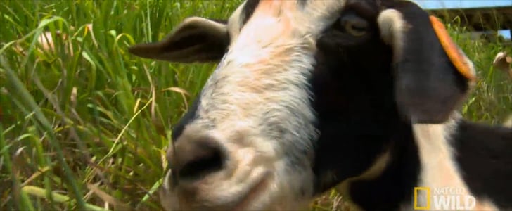 Nat Geo WILD Aloha Vet