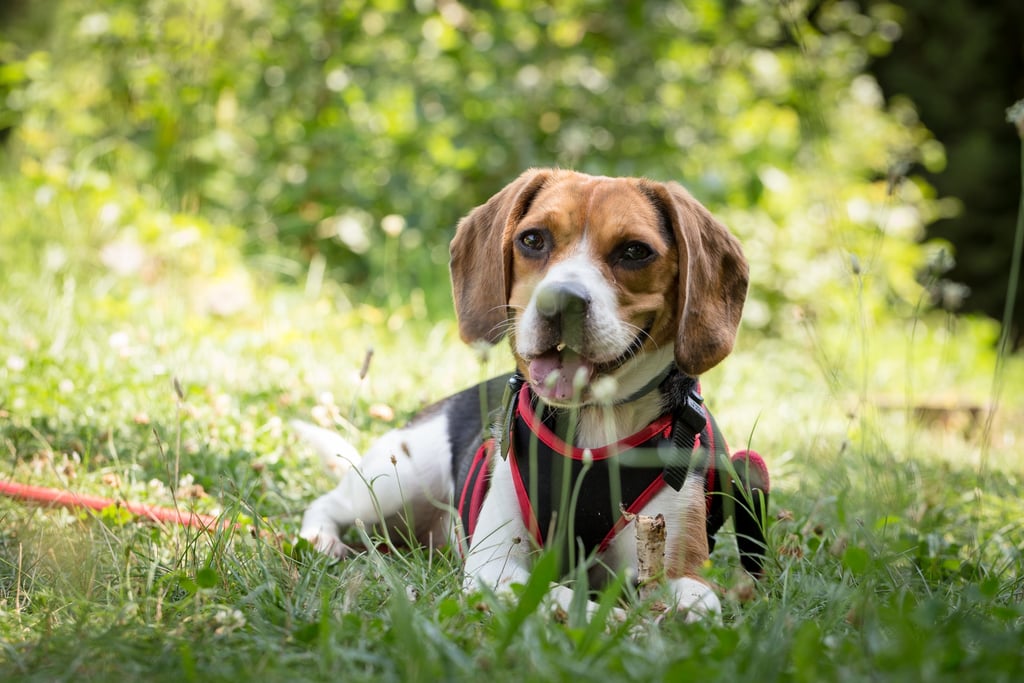 Cutest Pictures of Beagles