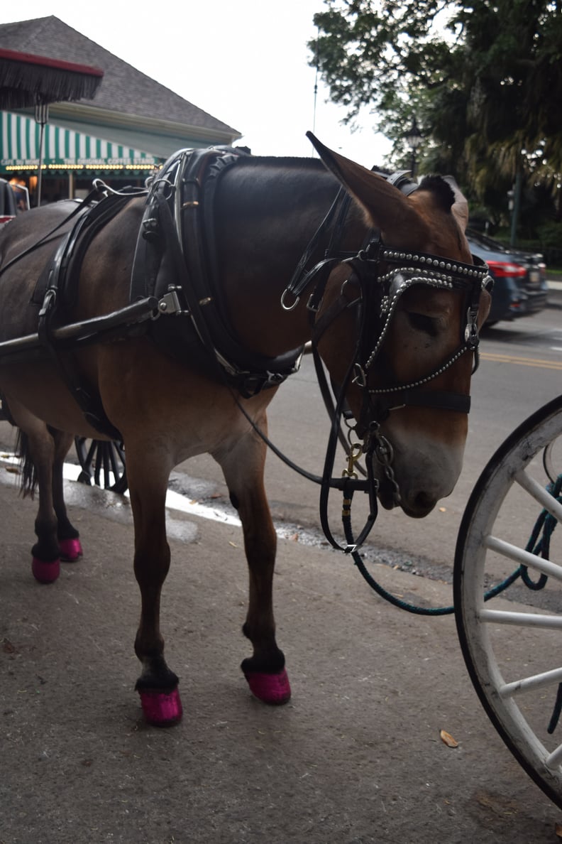 The Carriage Rides