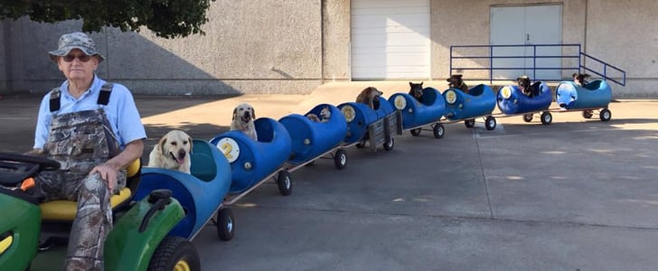 Train For Dogs