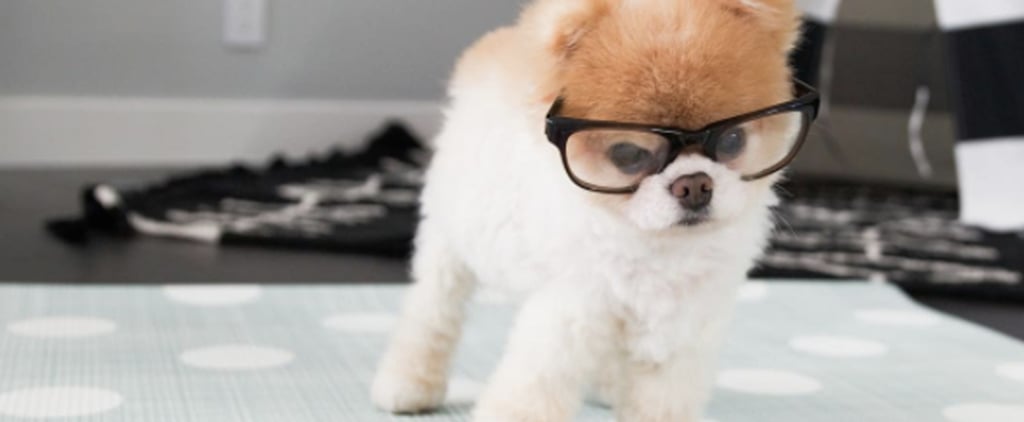Boo the Dog's Christmas List 2016