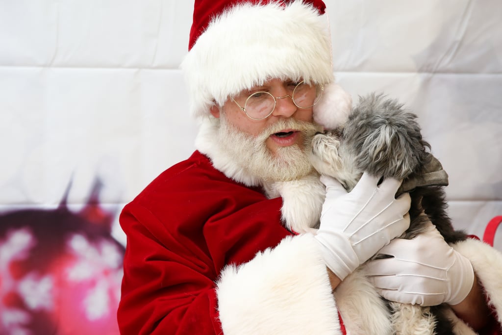 Pets Meeting Santa