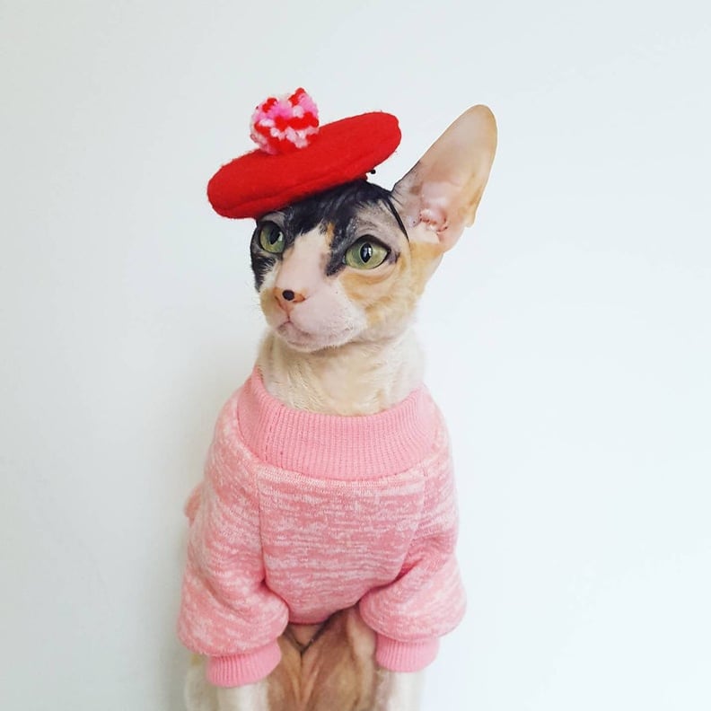 Pom Beret Hat For Cats