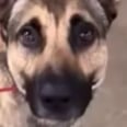 Overeager German Shepherd Hysterically Fails His Service Dog Training, and I Need to Lie Down