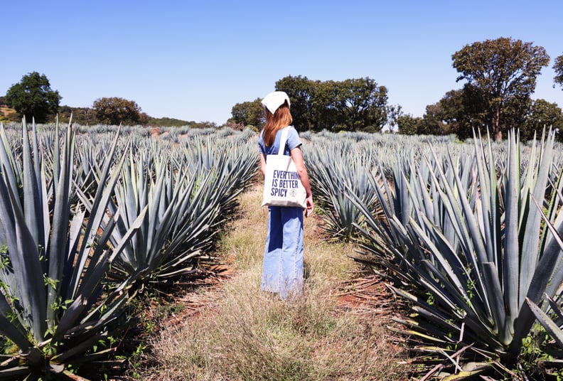 What to Do in Mexico: Tour a Tequila Distillery and Agave Farm