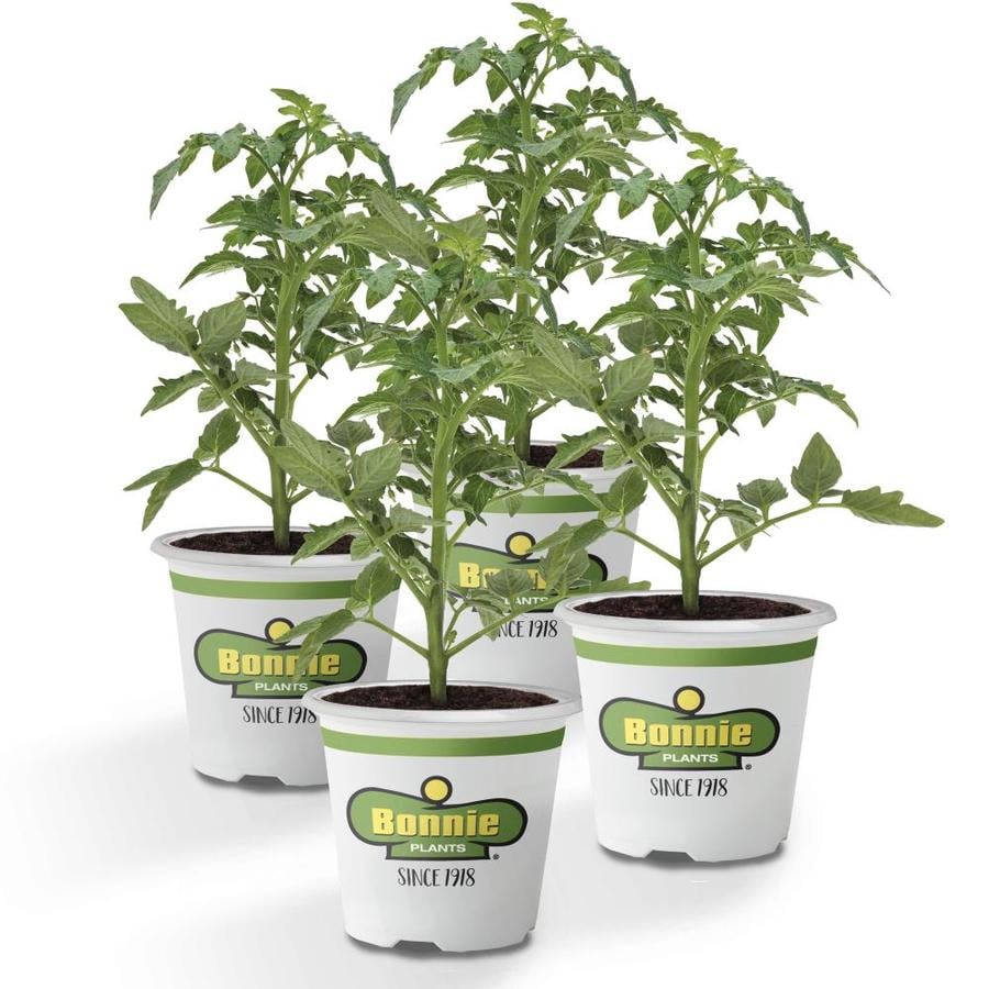 Bonnie In-Pot Better Boy Tomato Plant