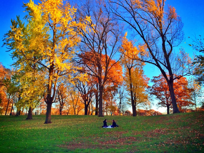 Picnic in New York City's Central Park