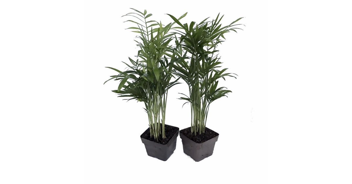 Parlor Palm Plant in a Corner