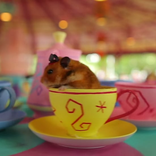 Tiny Hamster Goes to Disney World