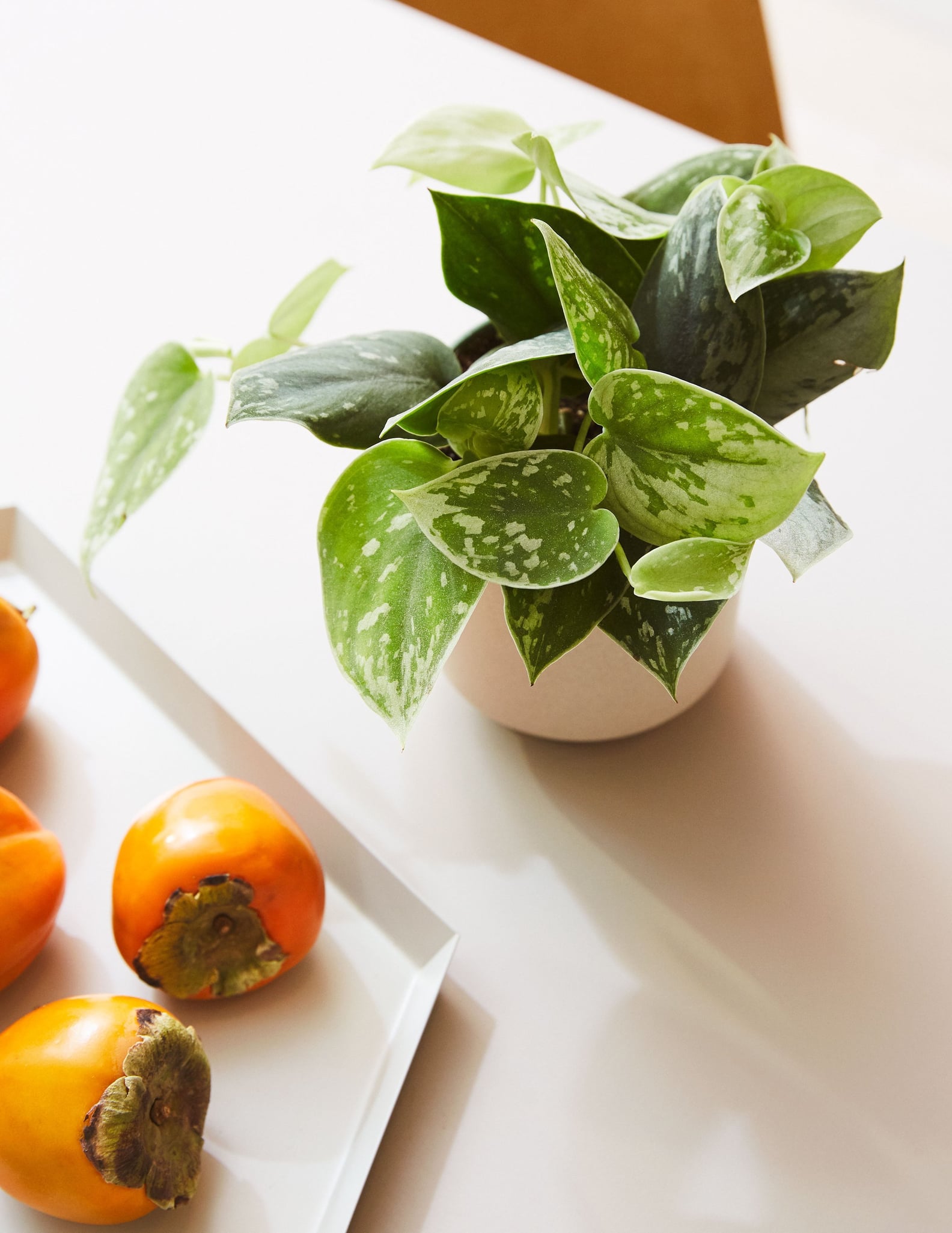 Best Indoor Plants For Dorms POPSUGAR Home