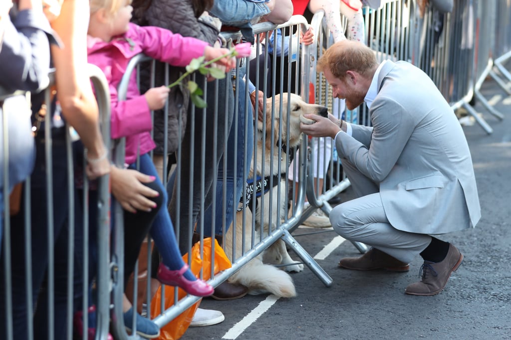 Harry couldn't help but lean down to greet this cute dog during a visit to Chichester, West Sussex, in October 2018.