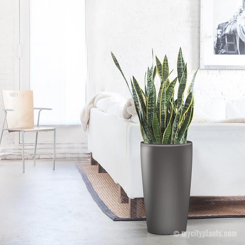 Best Large Indoor Plants Popsugar Home