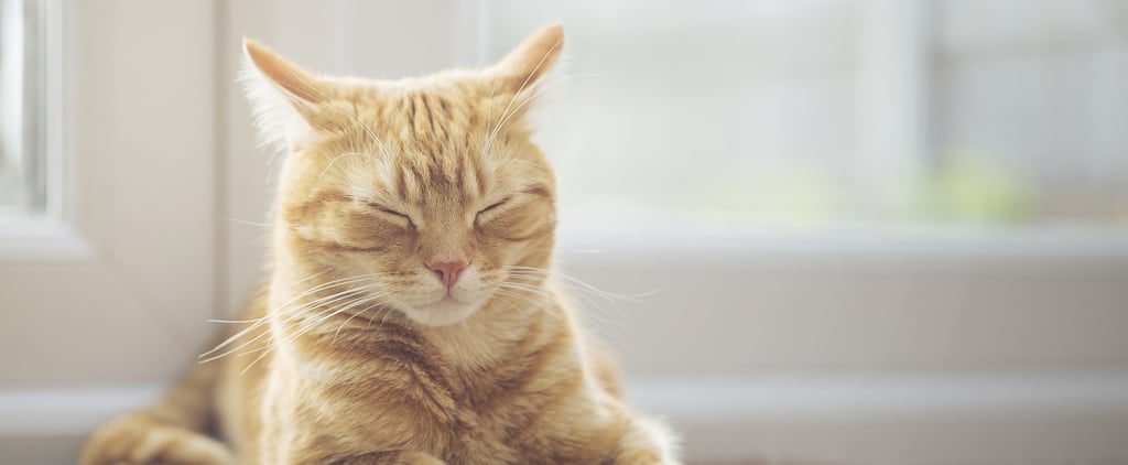 Why Does My Cat Sleep With His Head Up?