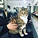 Cat Works at a Hair Salon