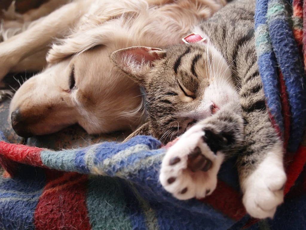 All-Day Snuggles
