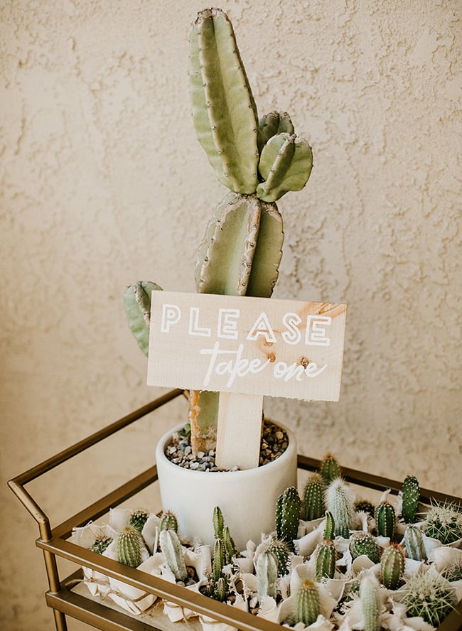 Tiny Cacti