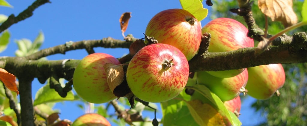 How Much Apple Cider Vinegar to Drink a Day