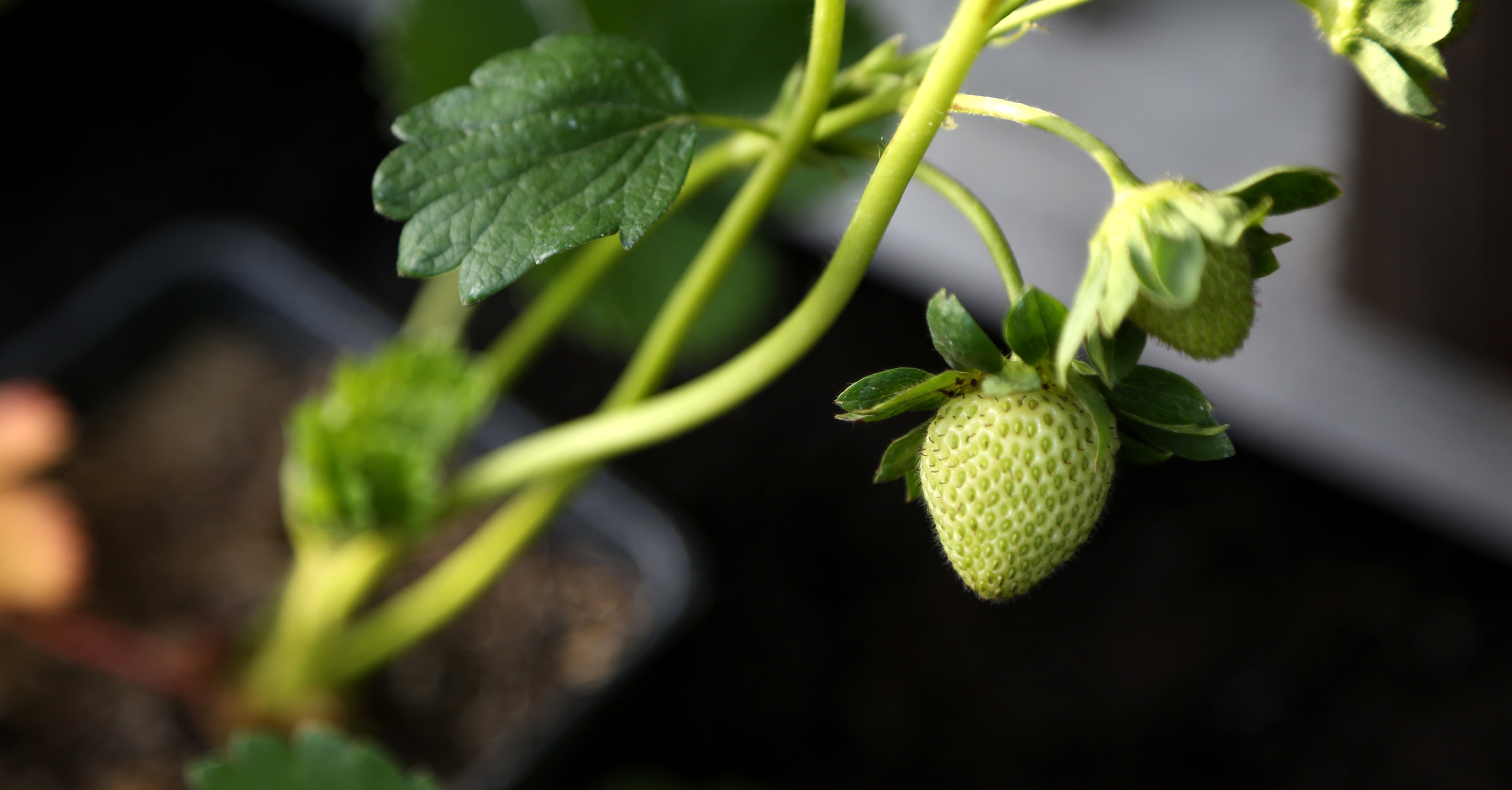 Strawberry Growing Tips Popsugar Food