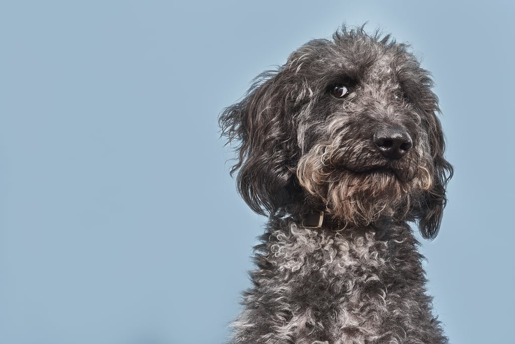 Cute Pictures of Labradoodles