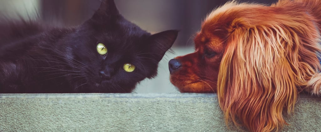 Tips For Flying With Pets