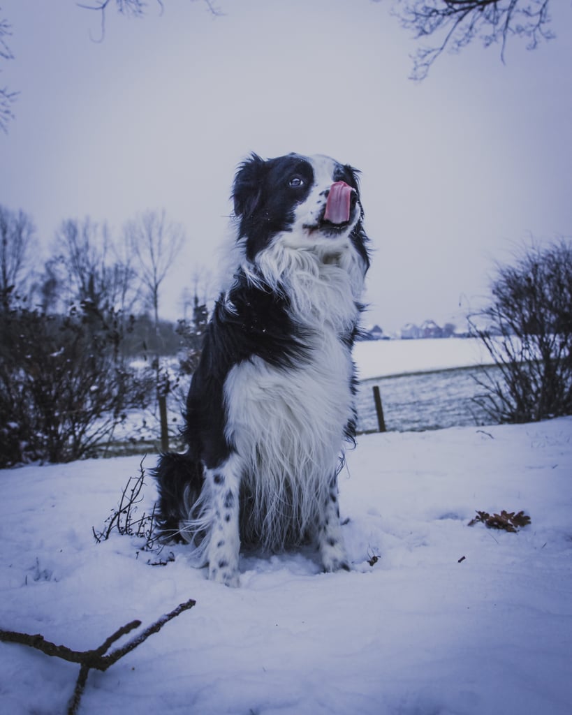 Cute Pictures of Border Collies