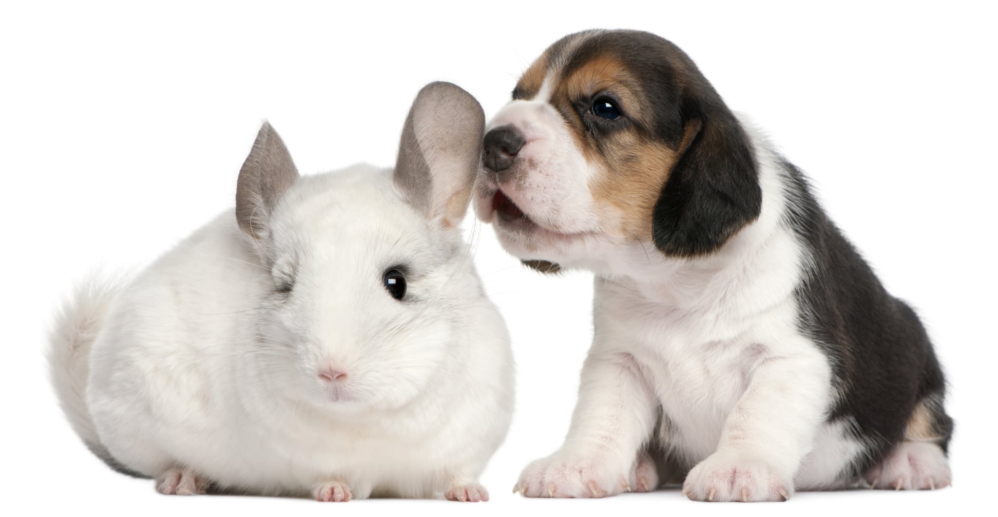 do chinchillas get along with dogs