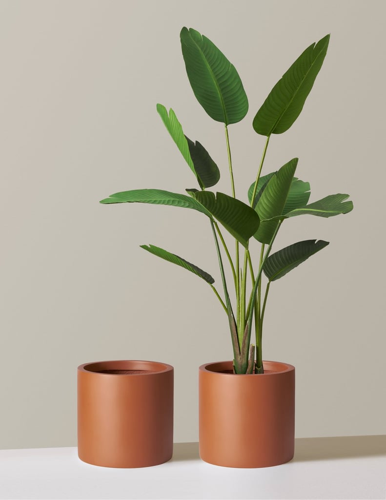The Sill Burbank Fiberglass Floor Planter