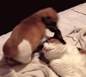 Funny Pictures: funny gifs  Funny faces, Funny gif, Best funny videos