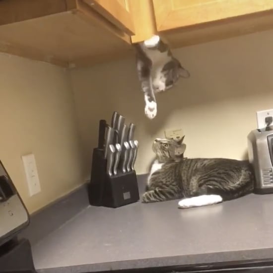 TikTok Video of a Cat Coming Out of the Wood Kitchen Cabinet