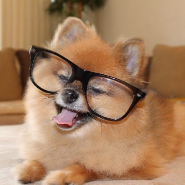 dog with glasses