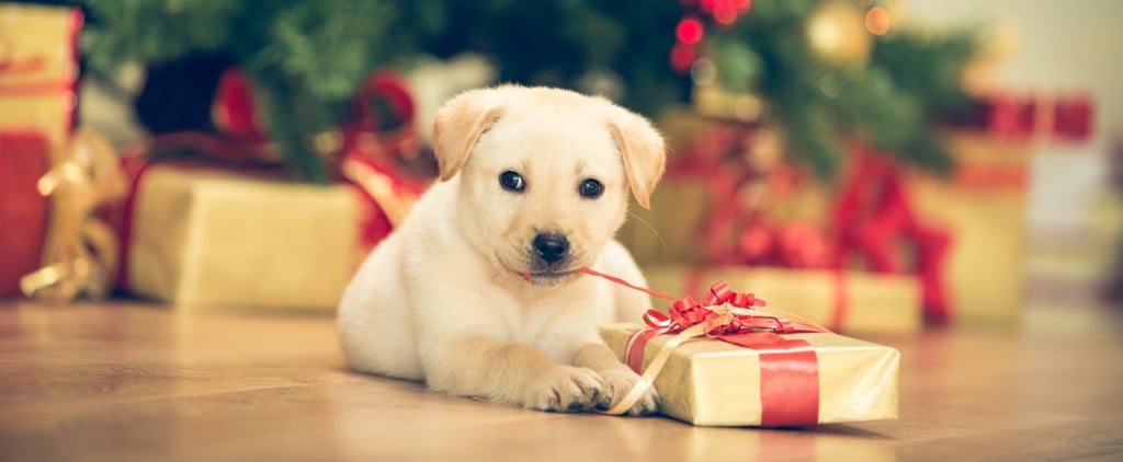 Cute Pictures of Christmas Puppies