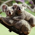 Why Are More Families Embracing Koala Parenting?