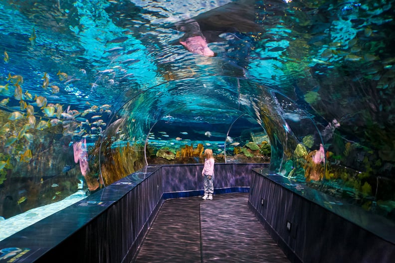 Ripley's Aquarium of the Smokies: Gatlinburg, TN
