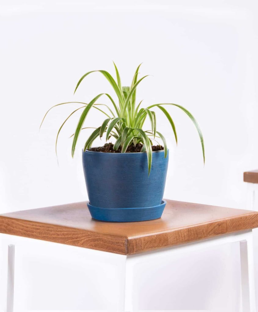 Spider Plant