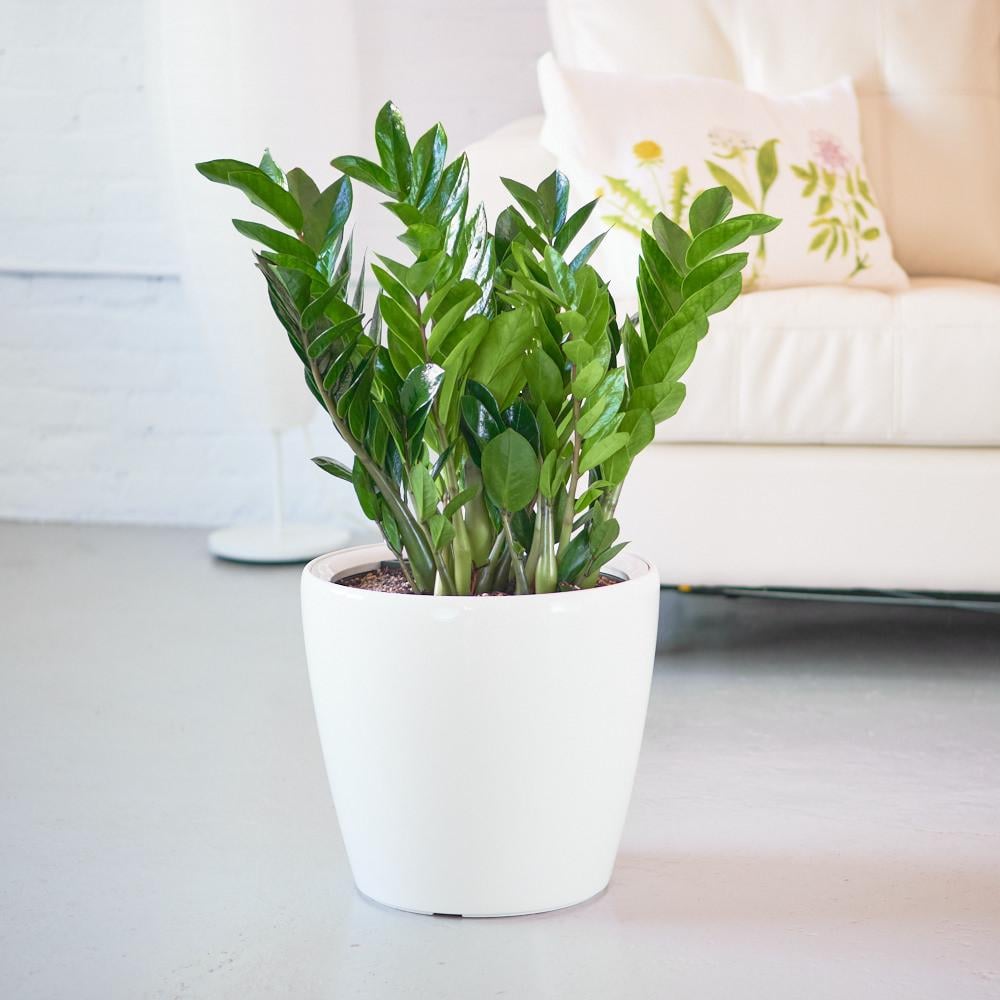 ZZ Plant Best Large Indoor Plants POPSUGAR Home Photo 54