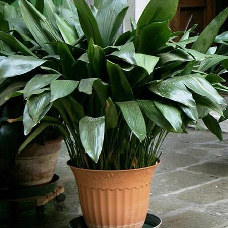 A Low-Light Plant: Cast Iron Plant