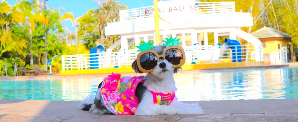 Tinkerbelle the Dog's Orlando, FL, Vacation