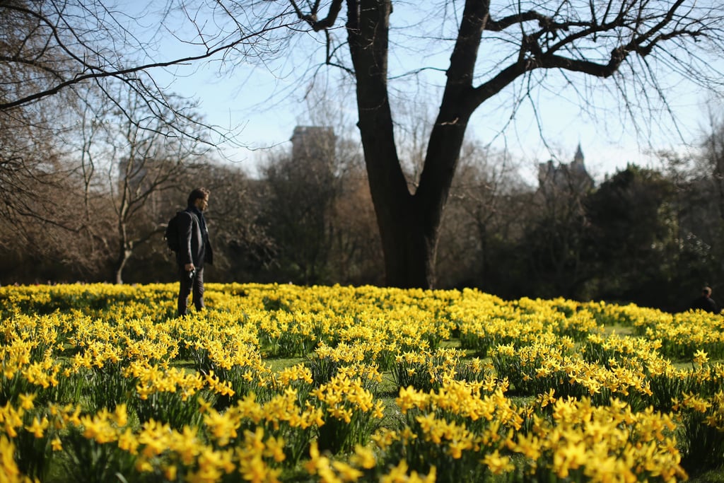 A man enjoyed the first signs of Spring while walking through London.